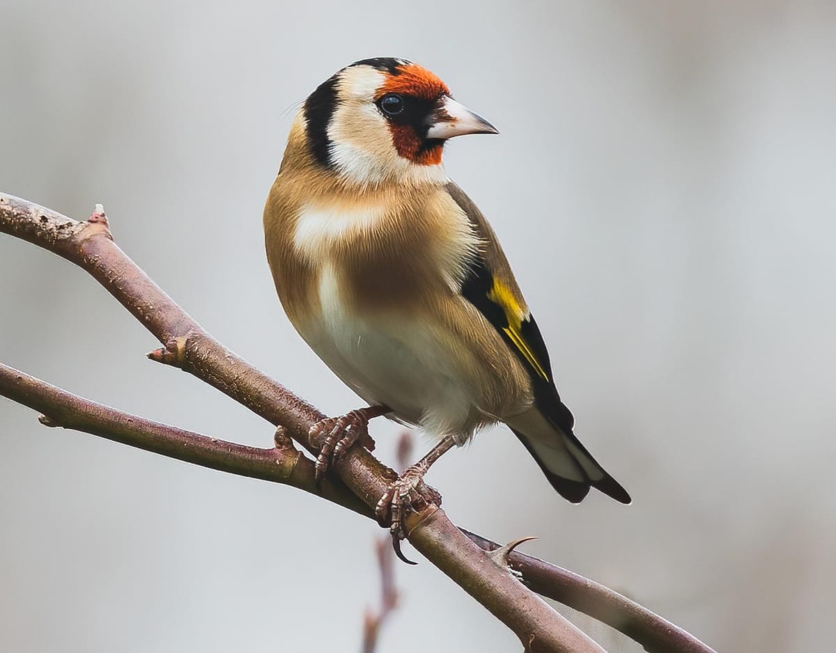 ‘More influential than Urgenda’: UK Finch ruling 20 months on